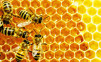 Création de site pour apiculteur et producteur de miel, gelée royale de lavande et miel, gelée royale de provence dans les Hautes-Alpes